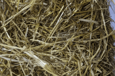 Is this hay suitable for my rabbit?