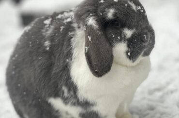 Kratos has been enjoying the snow alot