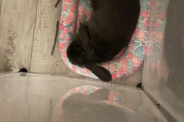 Blueberry your so adorable