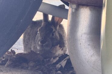 Bunny spotted loafing under a display car at Six Flags Magic Mountain
