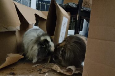 What purpose does this serve? A post of remembrance and mourning.