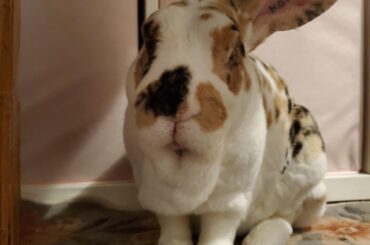 The beard is bearding today