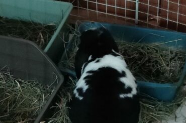 Rabbits when they have 4 litterboxes: