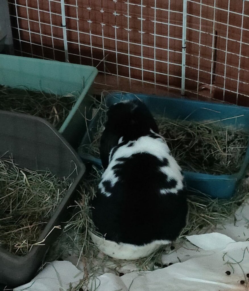 Rabbits when they have 4 litterboxes: