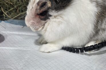 ! GRAPHIC CONTENT ! Dental extraction and abscess surgery