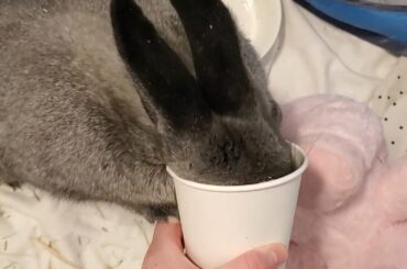 She couldnt wait for the food to go in the bowl lol