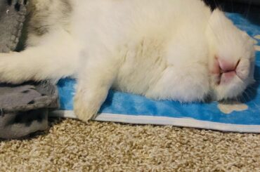 When the world is in chaos, I find my peace with her. Sweet dreams my Precious Ba-boh. 🐰😴❤️