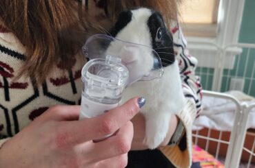 Some bunny needs to get nebulized for his sniffles