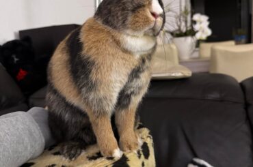 Any idea what breed this girl is?