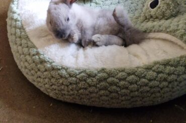 Draw me like one of your French rabbits.