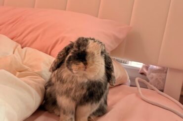 ear scratch caught on camera