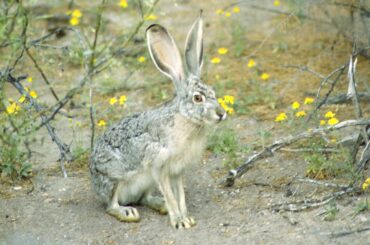 Day 122 “Bad Bunny”