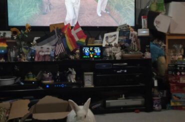 Bad Bunny...Good Bunny