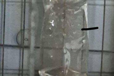 A bit worries about the water consumption of my bunny, hes been drinking A LOT recently and I have no clue as to why. For reference, the bottle is a 1.25L bottle