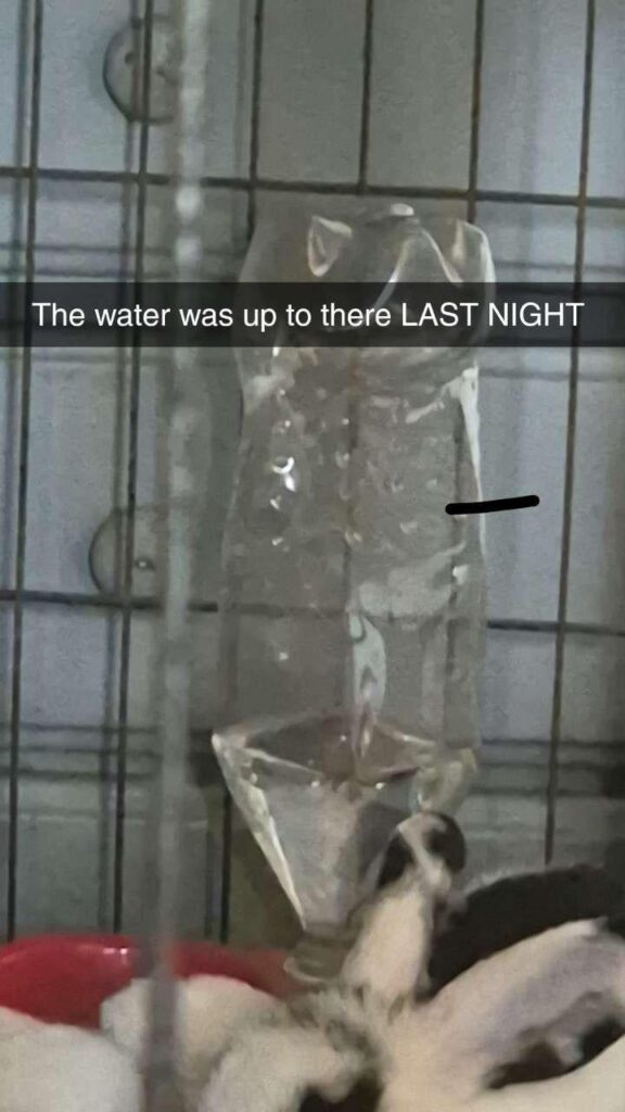 A bit worries about the water consumption of my bunny, hes been drinking A LOT recently and I have no clue as to why. For reference, the bottle is a 1.25L bottle