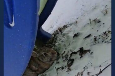 Rabbit ID for outside rabbit