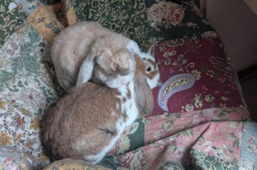 Walter and Doughnut think they own my chair.