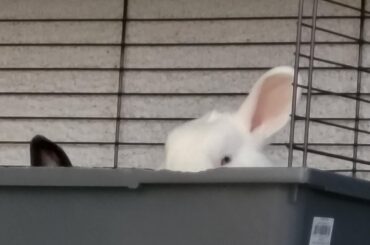 Considering commiting arson