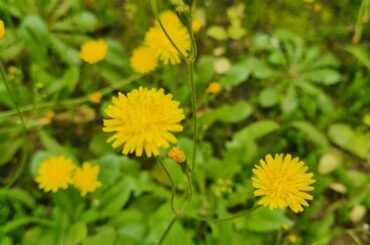 Is this plant safe for buns to eat?