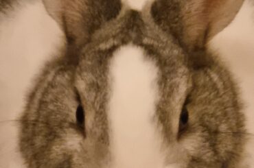 Bunnies peeing on mats and rugs