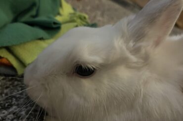 Observation: To rabbits, being groomed is the dominant act. Therefore, rabbits are all power bottoms.