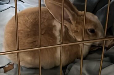 Bun is hopefully safe for now?