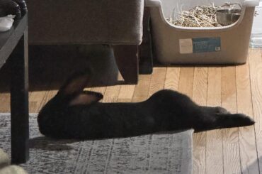 Does anyone elses rabbit have a BBL?