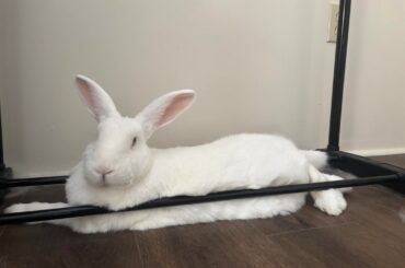 My rabbit sleeping between the bars of my wardrobe. This is his favorite spot.