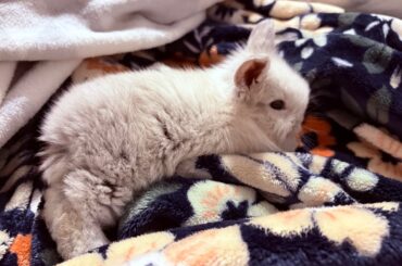 "Just brought home a baby rabbit and I want to do everything right"