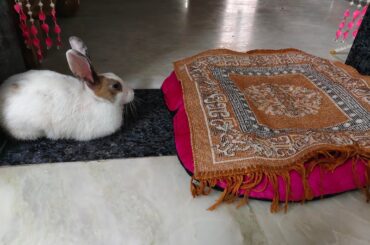 Does my rabbit like the floor