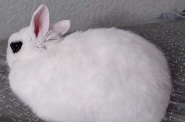 I love when he has one ear up one ear down. He's listening in all directions