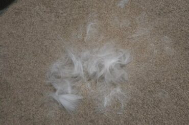 You gotta lot of fur, Luxy!