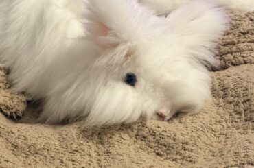 My lil lionhead bunny looking adorable, she’s usually an angry bun, it’s nice to see her like this 😍