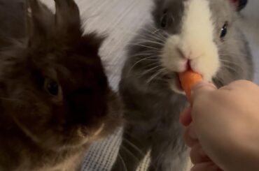 The ravenous Lionheads are here… Hide! The carrot is only the entrée! You’re next!!