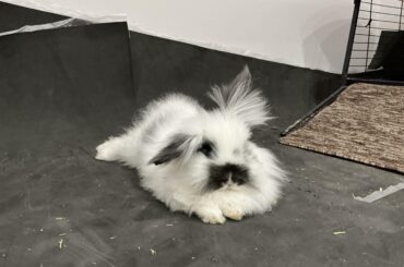 What breed is my bunny? I’m assuming he is an angora. The shelter I got him from didn’t know