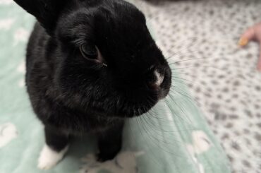 RIP Stitch (2013-2026)