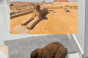 my boy waddles vs the great sphinx of giza