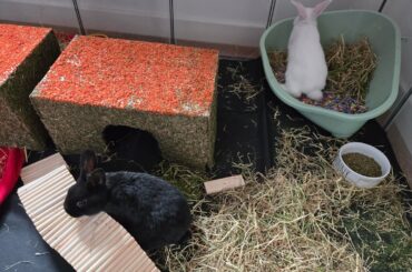 New buns exploring