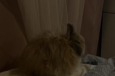 I’m sick and my bunny is acting weird