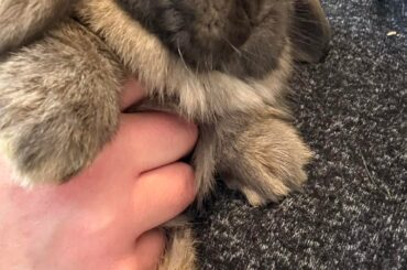 Two from the same litter - Breed curiosity.