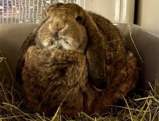 Day 03 of drawing cute bunnies from this sub !!! 🐰