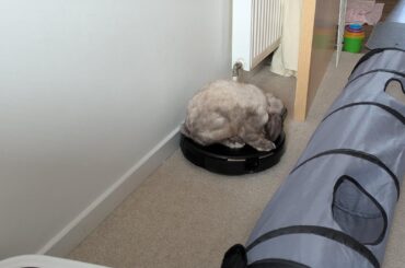 My house is just a rabbit playground now I guess