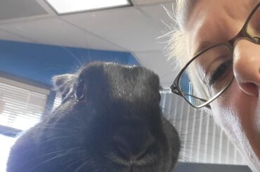 Bunny distribution system.