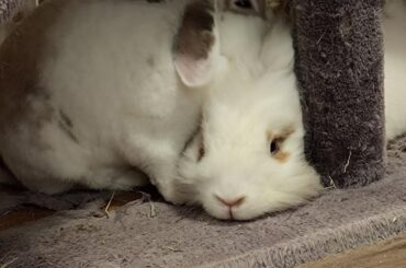 They are like Husband and Wife to each other