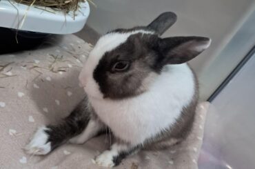 "do these shoes fit me?"