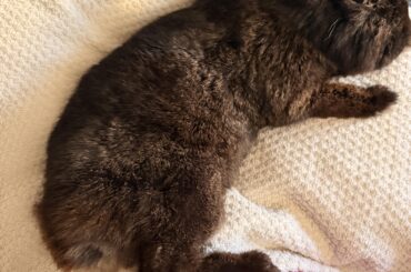 Prayers for my love bunny