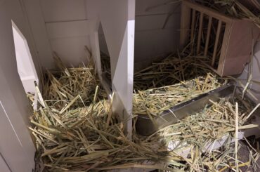 Why does my desexed female bunny keep removing all her hay and throwing it outside the litter box?