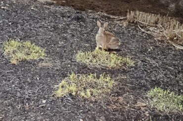 Saw a wild bunny 💜