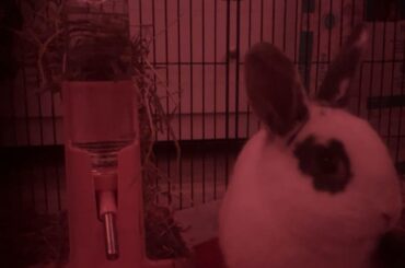 just adopted this cute bunny - meet maye 🤍