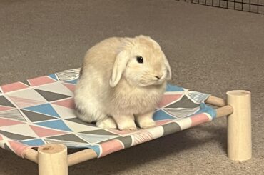 are my mini lops ears short?